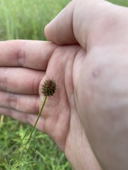 Dalea multiflora