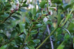 Gaultheria poeppigii