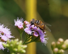 Palpada mexicana