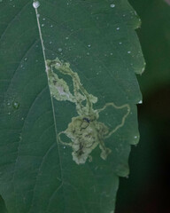 Phytoliriomyza