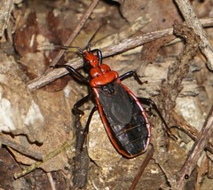 Rhiginia cinctiventris
