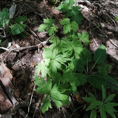 Anemonastrum antucense