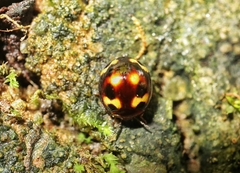 Derispia maculipennis