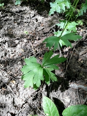 Anemonastrum antucense