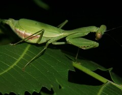 Stagmomantis fraterna