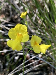 Utricularia striata