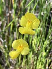 Utricularia striata