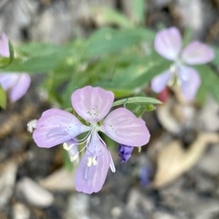Clarkia dudleyana