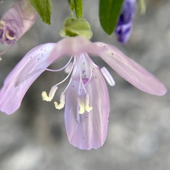 Clarkia dudleyana