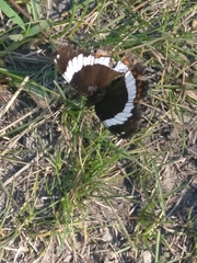 Limenitis arthemis rubrofasciata