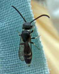Sapyga martinii