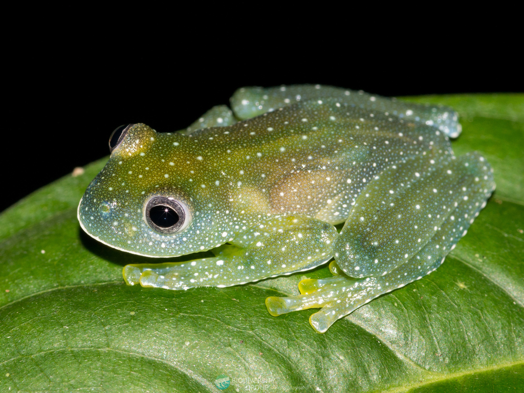 Resplendent Cochran Frog