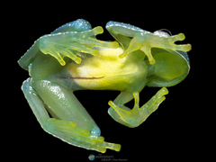 Cochranella resplendens