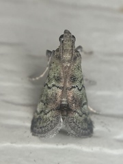 Cacotherapia flexilinealis