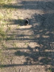 Limenitis arthemis rubrofasciata