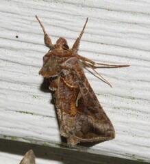 Autographa rubidus