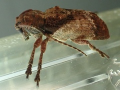 Pterolophia annulata