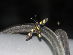 Phoenicoprocta hampsonii