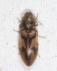 Stropenron hieroglyphica