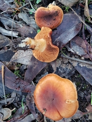 Pholiota communis