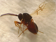 Aulacidea subterminalis