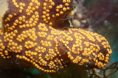 Botrylloides diegensis