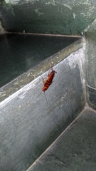 Periplaneta americana