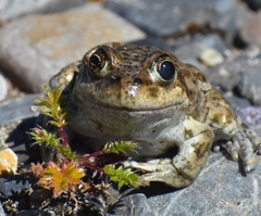 Pleurodema bufoninum