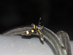 Phoenicoprocta hampsonii