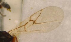 Aulacidea subterminalis