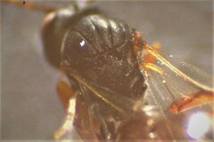 Aulacidea subterminalis
