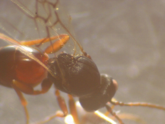 Aulacidea subterminalis
