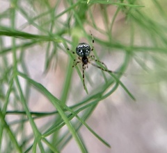 Parasteatoda tepidariorum