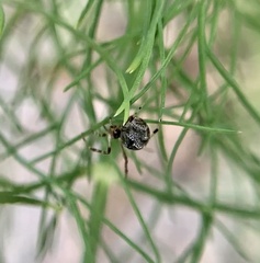 Parasteatoda tepidariorum