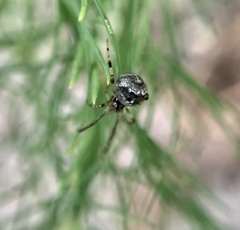 Parasteatoda tepidariorum
