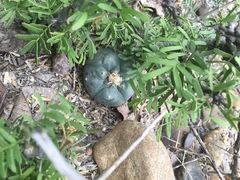 Lophophora williamsii