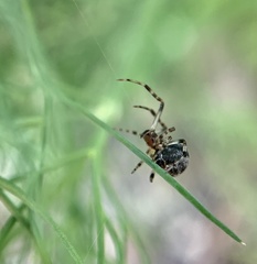 Parasteatoda tepidariorum