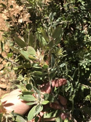 Arctostaphylos nortensis