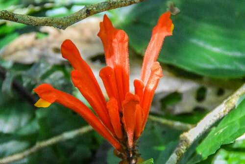 Scutellaria costaricana, photograph 5