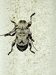 Leptostylus asperatus