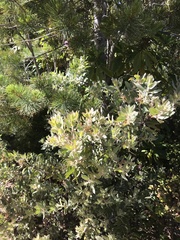 Arctostaphylos nortensis