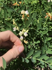 Lathyrus delnorticus