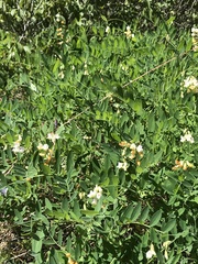 Lathyrus delnorticus
