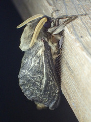 Oxycanus antipoda