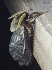 Oxycanus antipoda