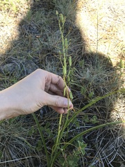 Toxicoscordion fontanum