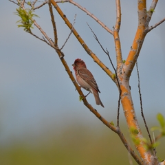 Carpodacus erythrinus grebnitskii