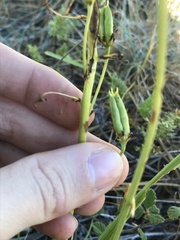 Toxicoscordion fontanum