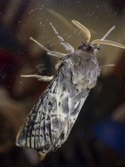 Oxycanus antipoda