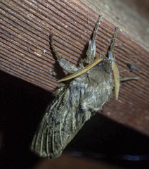 Oxycanus antipoda